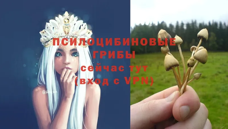 как найти закладки  Каменногорск  MEGA ССЫЛКА  Галлюциногенные грибы Psilocybe 